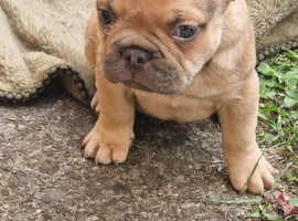French bulldog puppies