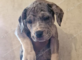 Mastiff x grey merle