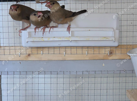 Ths year unsex Java finch