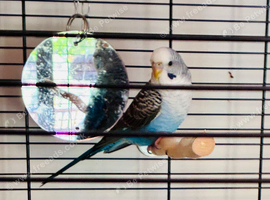 Lonely female budgie looking for a new home