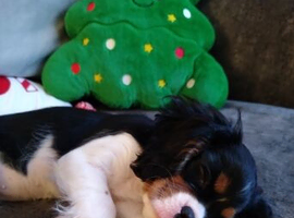 8 month old Cavalier KC Tri girl
