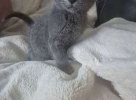 For beautiful grey and grey and white kittens