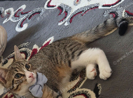 2 domestic short hairs
