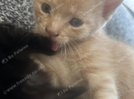 MY CUTE MIXED KITTENS