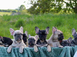 KC French Bulldog Puppies Lilac, Black Tan, Fawn