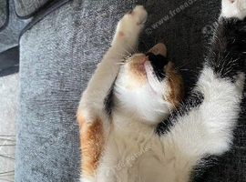 4year old female