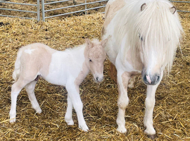 SA clear SPSBS reg mushroom carrier colt foal