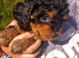 Cavapoo