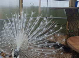 White Silver Pied Peacock &ndash; Fertile Male Full Train