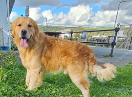 Golden retriever Charlie