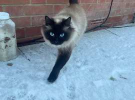 Ragdoll mix
