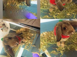 20 week old lop