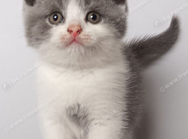 Gorgeous pedigree kittens