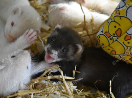 Part Angora ferret kits