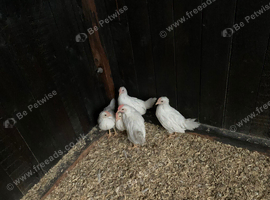 White Leghorn cockerals