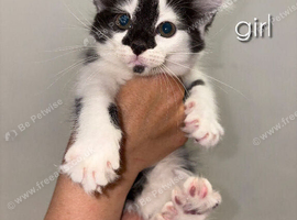 kittens for sale