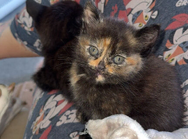 Kittens