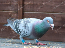 Racing pigeons