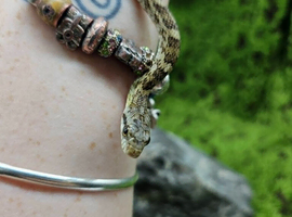 Baby Japanese Rat Snakes For Sale