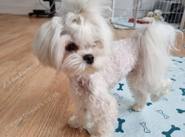 Korean maltese girl