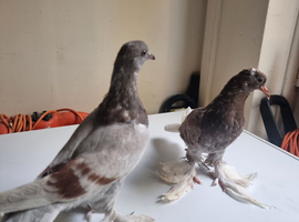 Beautiful young turkish takla pigeon available