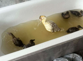 Khaki Campbell Ducklings &ndash; Quality Bloodlines!