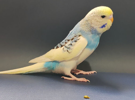 Budgies Age 2 months