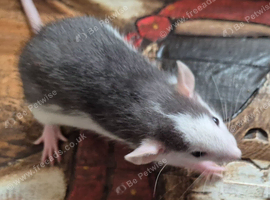 Baby Dumbo Rats