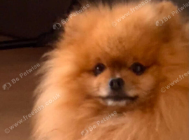 Beautiful male pom