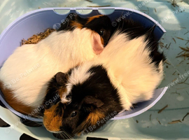 Guinea pigs