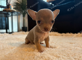 Tiny teacup female chihuahua puppies