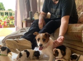 Pretty tri colour puppies