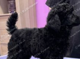 Gorgeous Girl Kc Toy Poodle Puppy for Sale