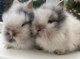 Beautiful purebred double maned lion heads