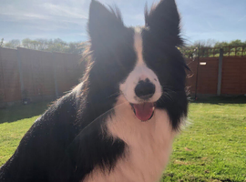 Pedigree border collie female