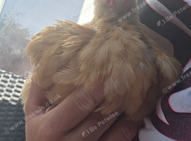 Young male cockerel for sale