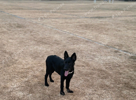 Gsd x lab pup
