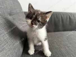 Kitten for sale
