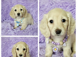 Stunning long haired cream mini dachshunds