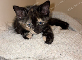 Female kitten