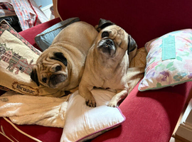 2 pugs mother and daughter