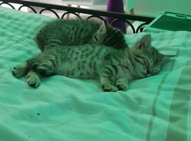 Half Bengal kittens female