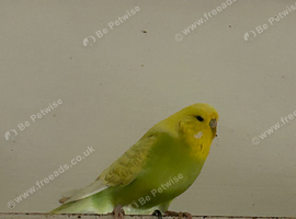 Young hen budgie .