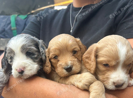 Beautiful cockapoo puppies