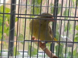 Greenfinch