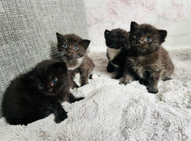 Kittens half Russian blue