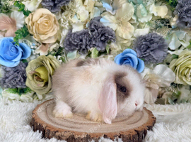 Vaccinated Mini Lop girl