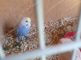 Rainbow budgies