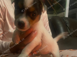 Jack Russell pups