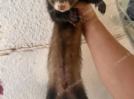 Semi angora male